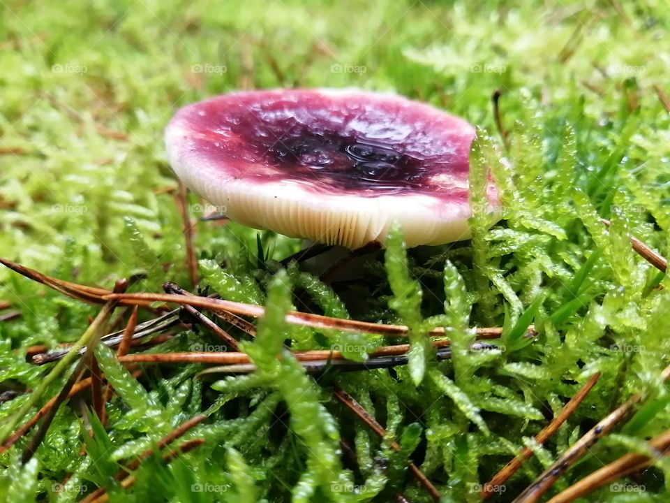 Little Red toadstool