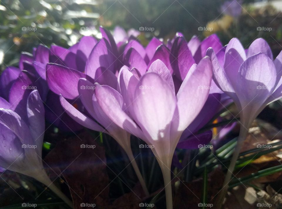 crocus flowers