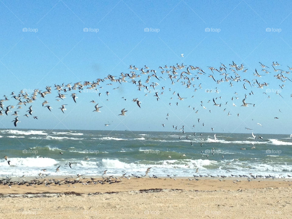 beach birds waves st by benmathews