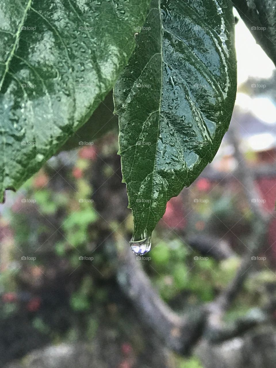 Drop of rain 