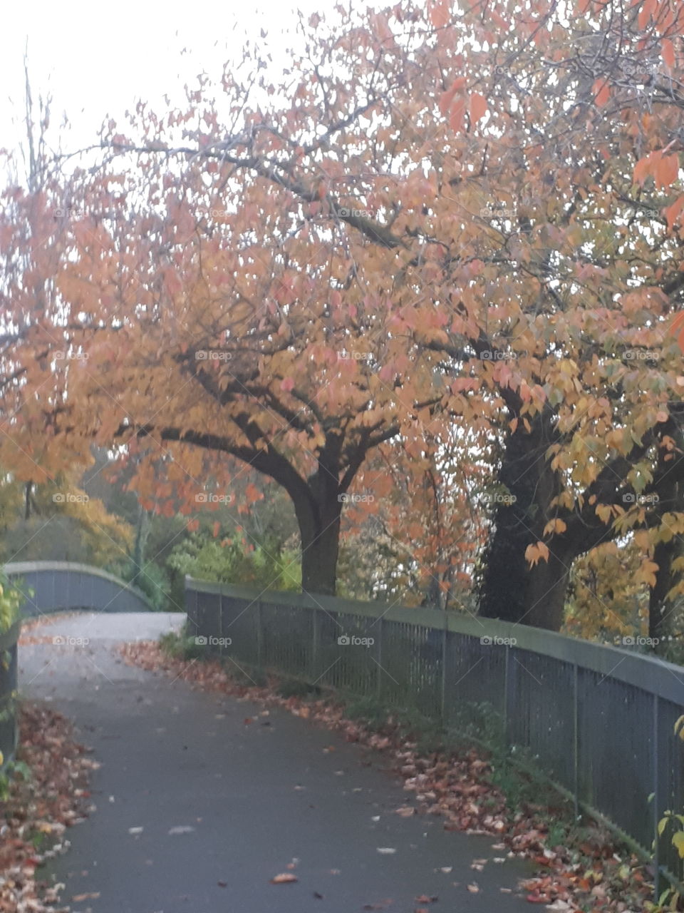 Tree, Fall, Leaf, Season, Landscape