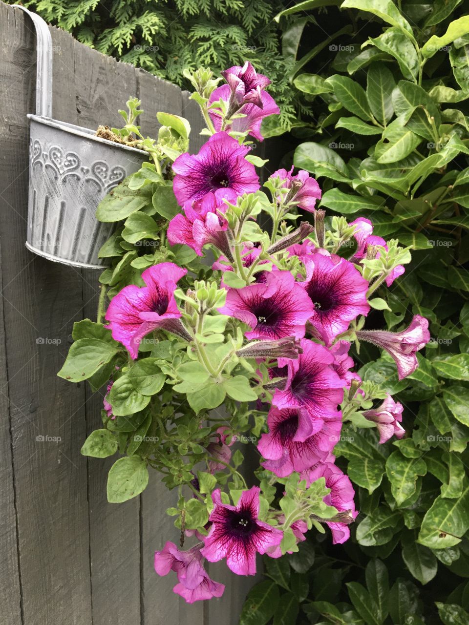 Trailing Petunias brightening up my fence