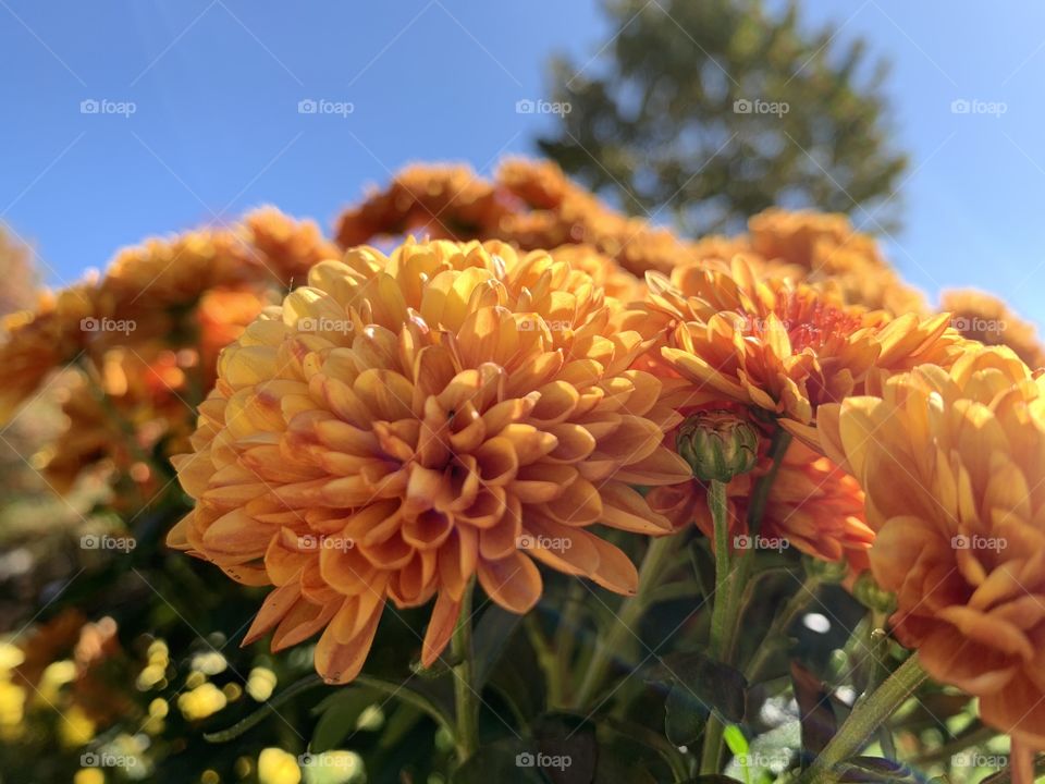 Flowers in the sun