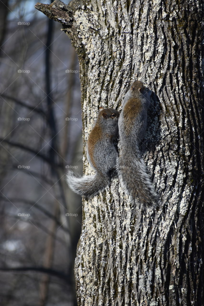 Two Squirrels 