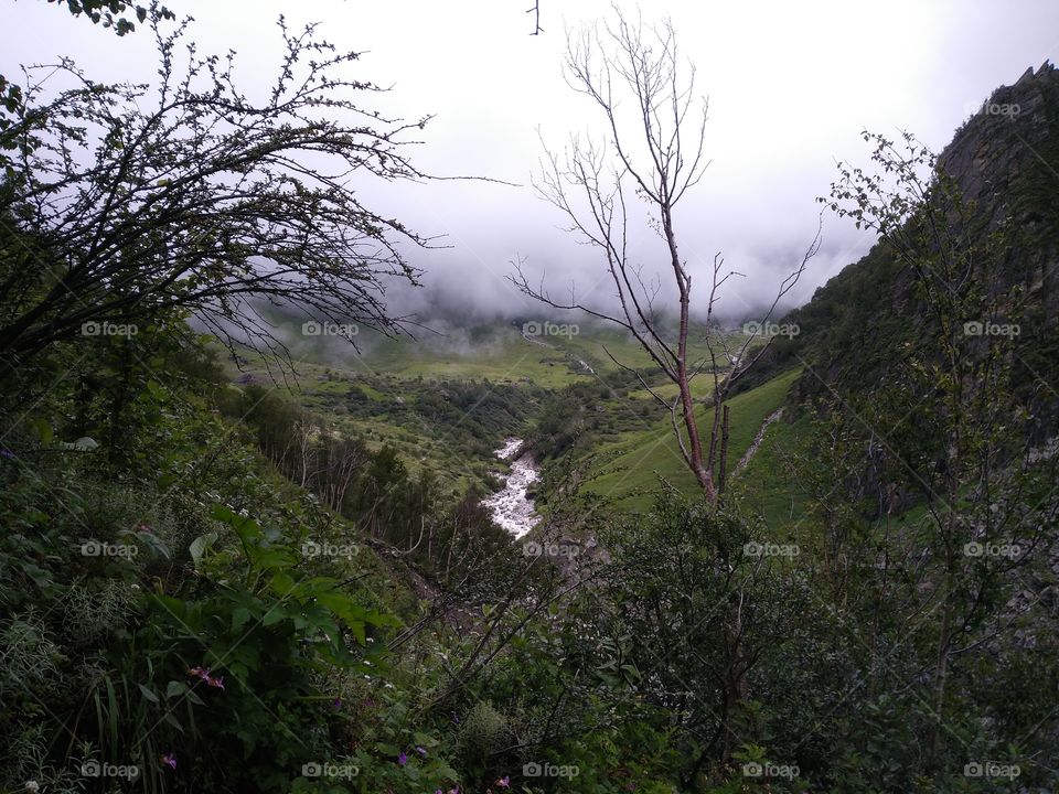 valley of flowers