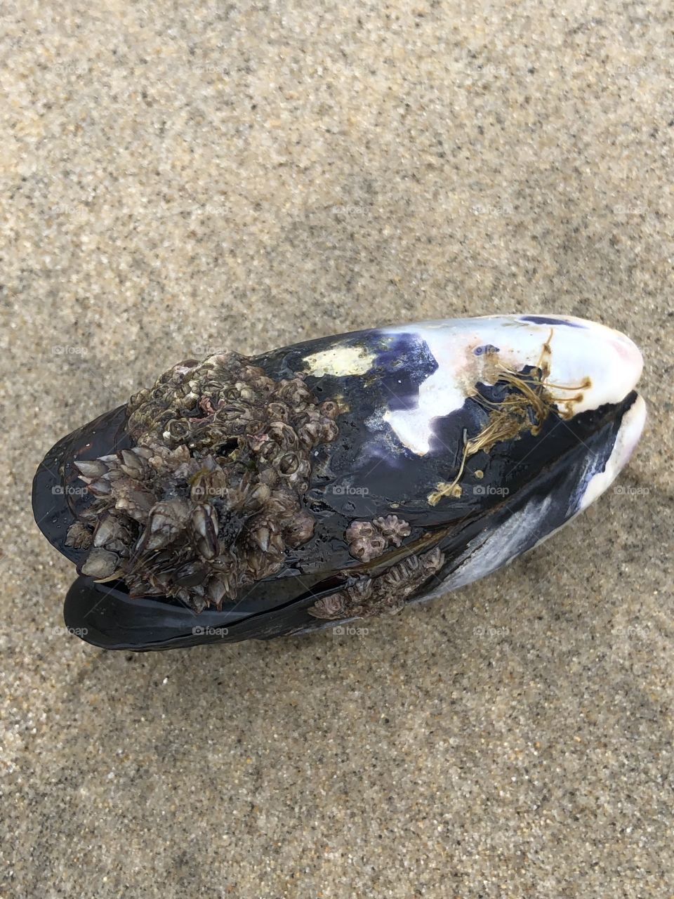  More Barnacles on Barnacle