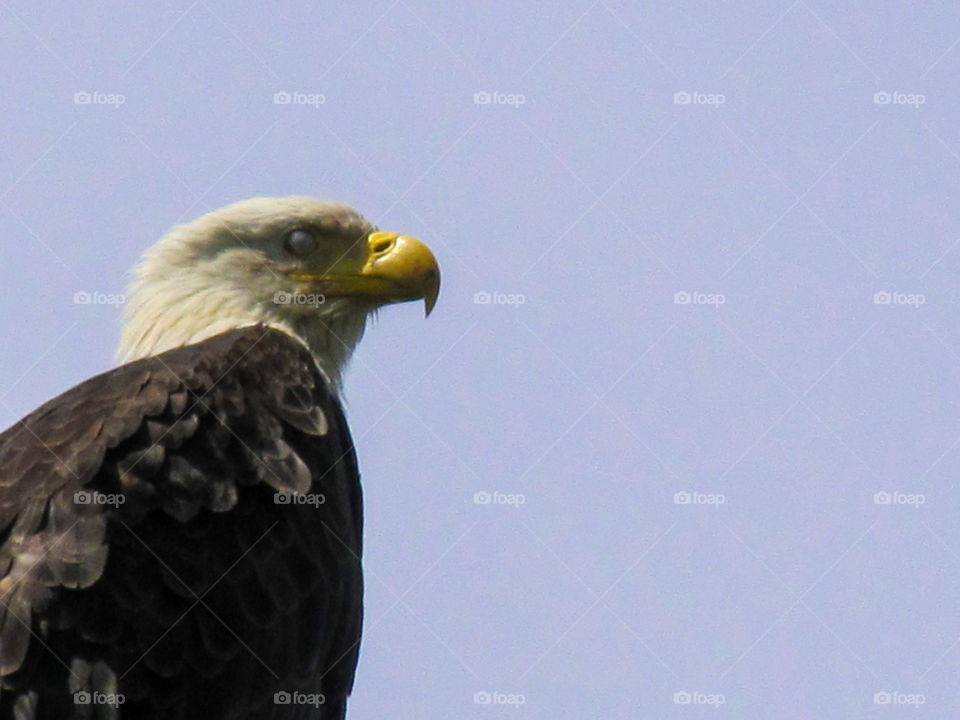 A bald eagle has two outer eyelids that close when he sleeps. To blink an eagle also has an inner eyelid that moves sideways towards the outer eye.  This translucent eyelid is used to blink & clean the eye & is called a nictitating membrane. 🦅