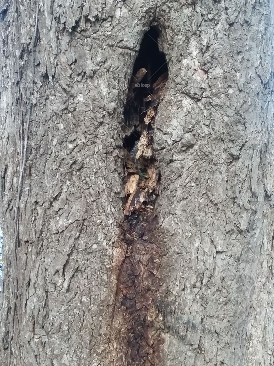 small hollow opening in pecan tree