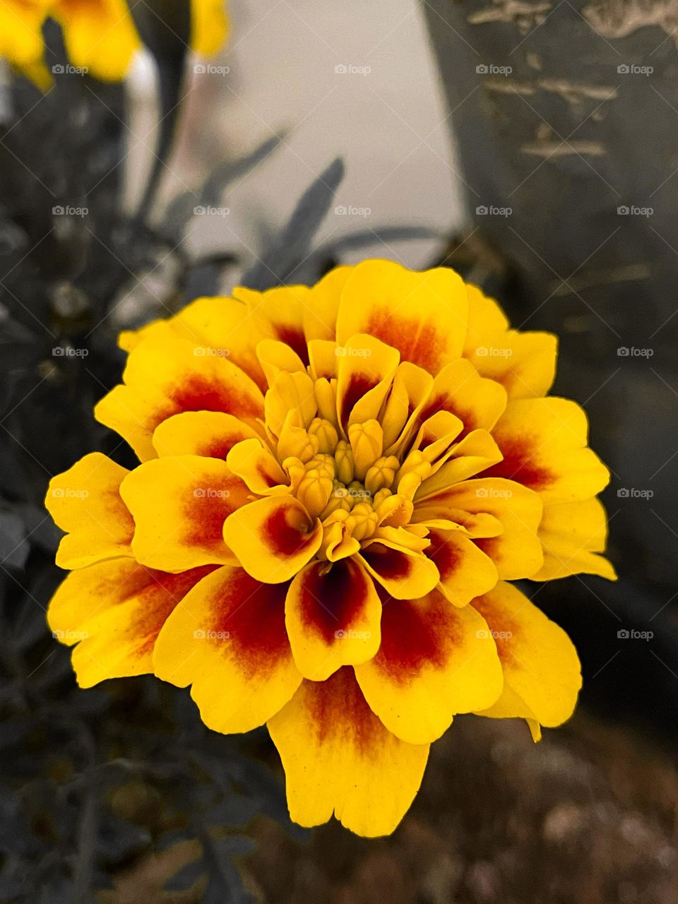 Marigold alumia creme brulee, very prolific and a showy low growing marigold. Great for borders !