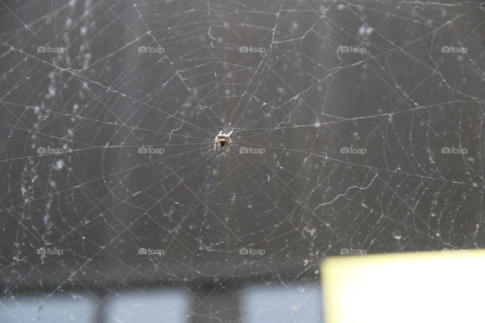 A spider sits patiently on her web 