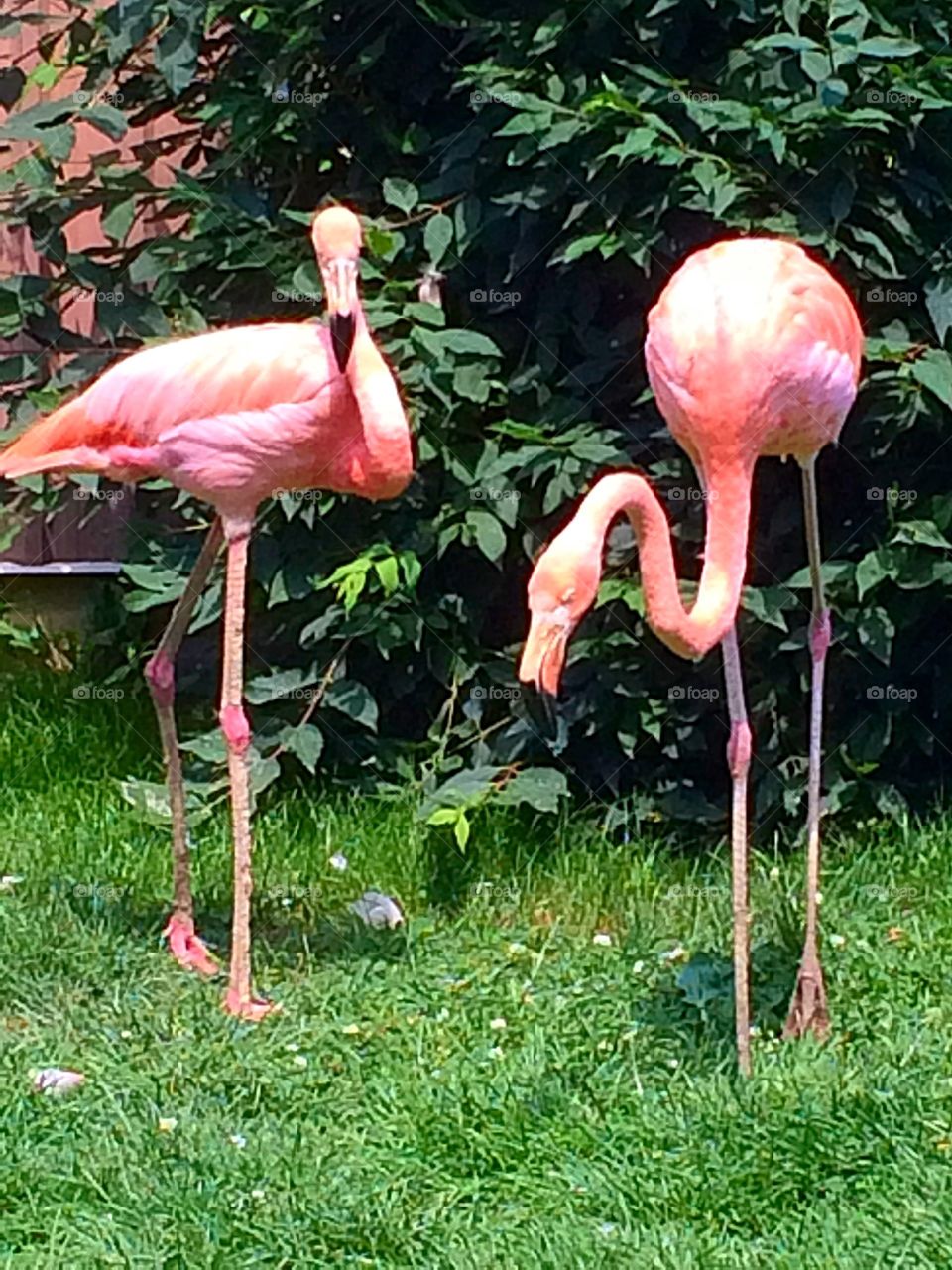 Pink flamingos 