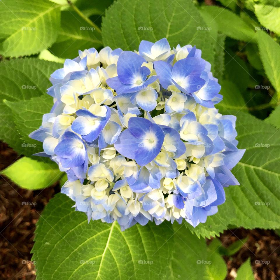 Hydrangea 