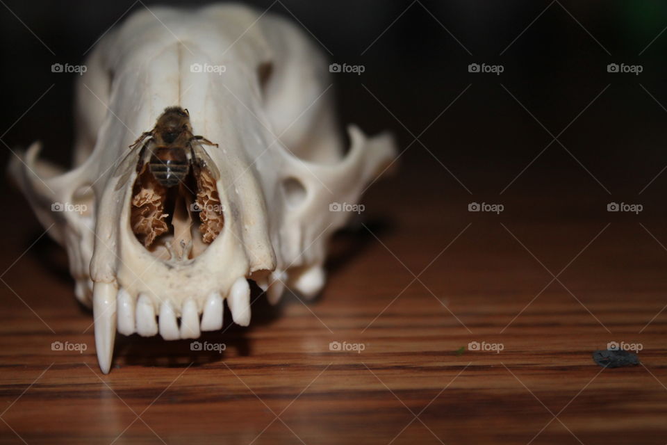 Animal skull and bee carcass reunited in the afterlife