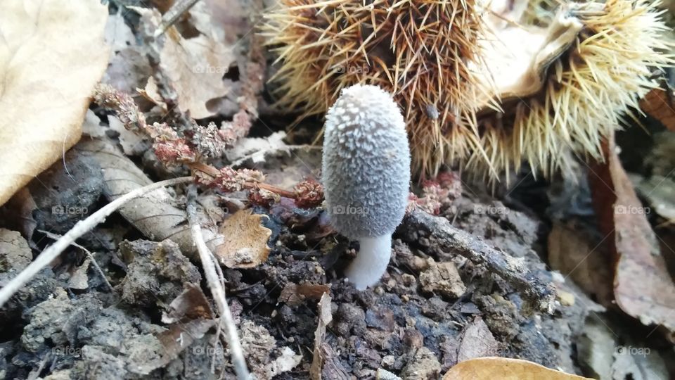 The mushroom near the chestnut