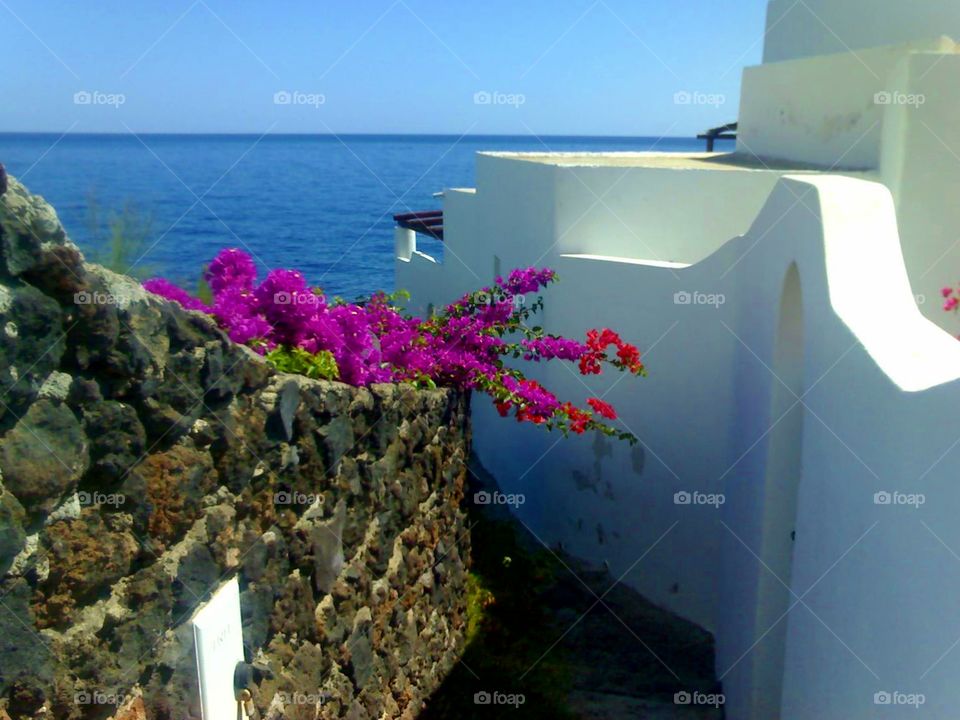 House with bougainvillaea at Stromboli Island ( Italy ).