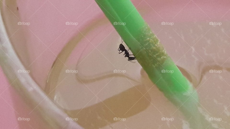 There is sugar there are ants