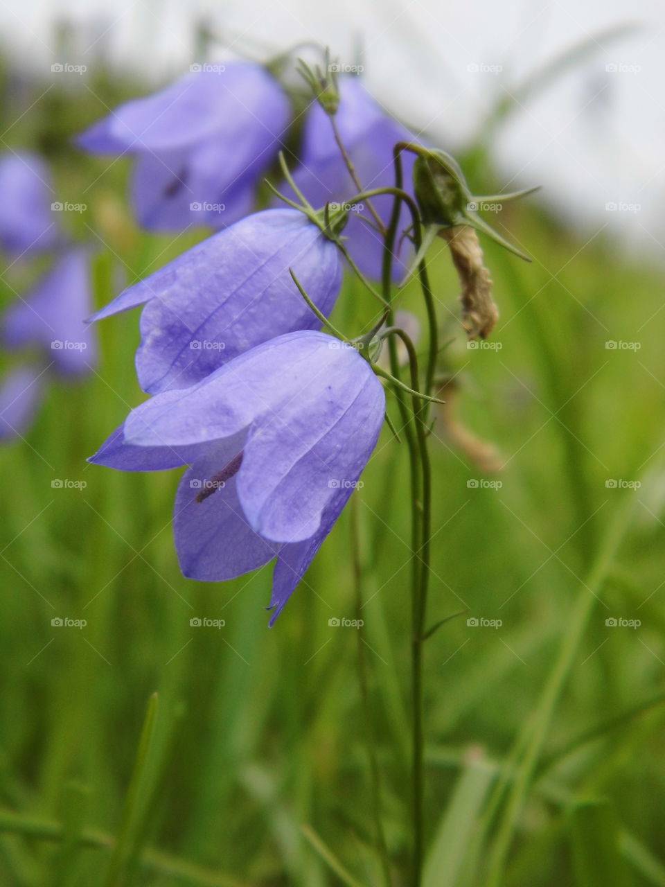 grass flower in the garden