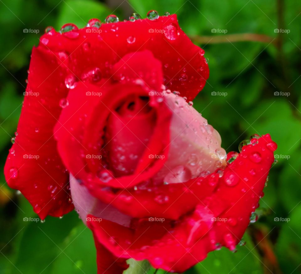 Rain drops on Roses