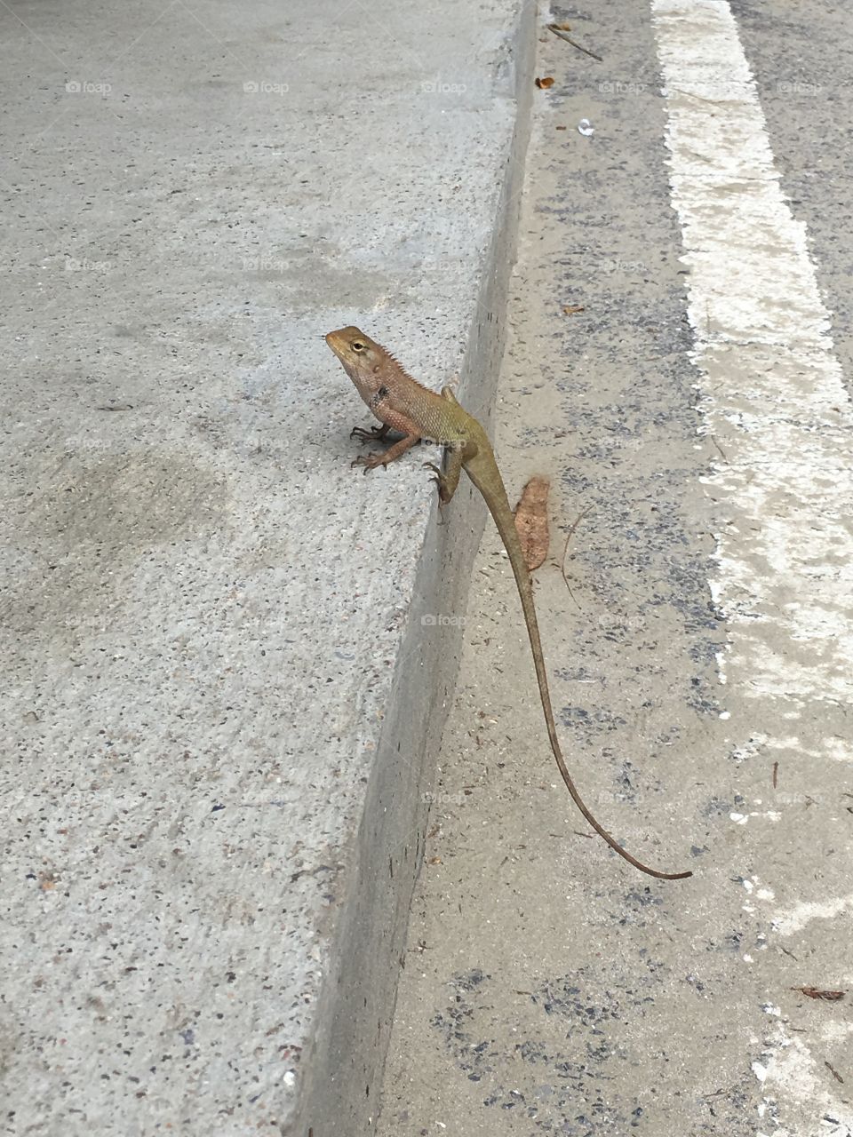 Lizard lizard lizard 🦎