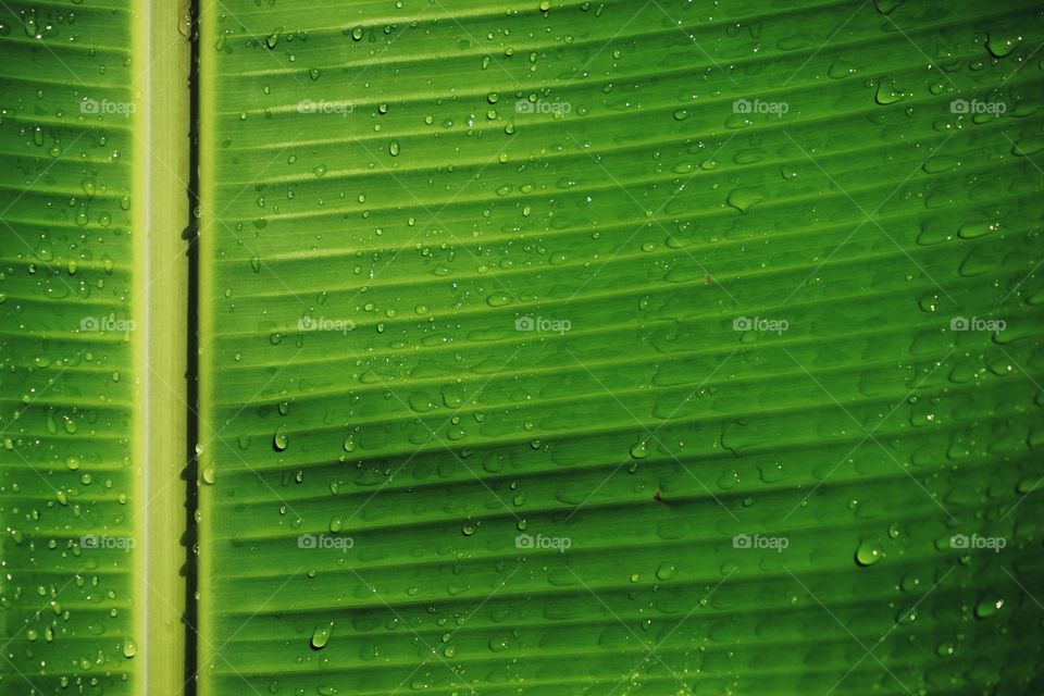 Banana leaf background