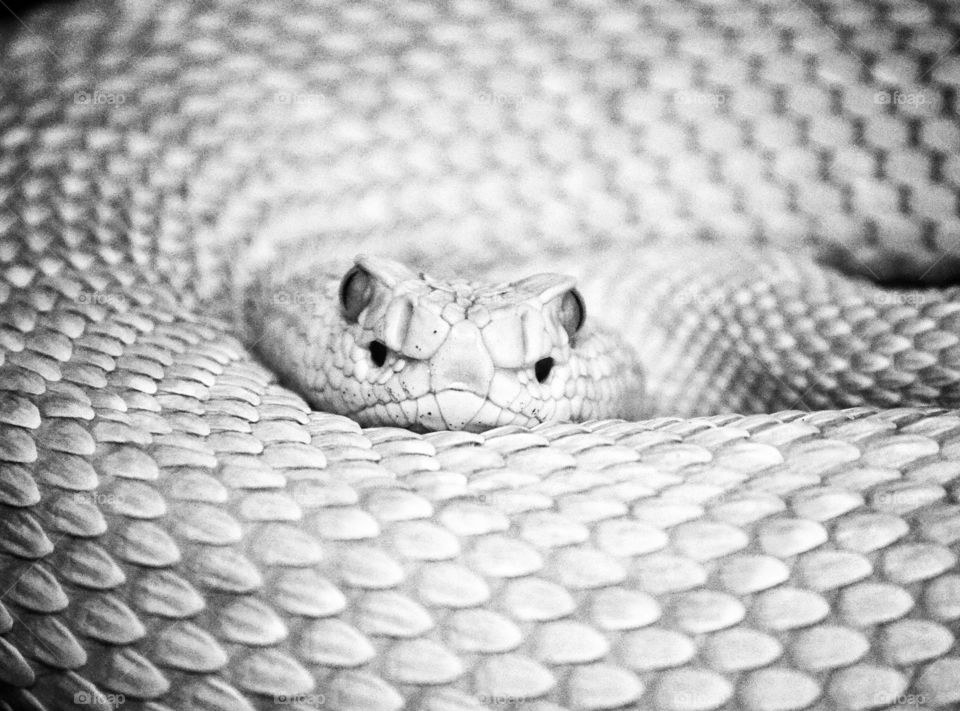 Python closeup shot in lack and white. Definitely monochrome punches the sharpness of eye.