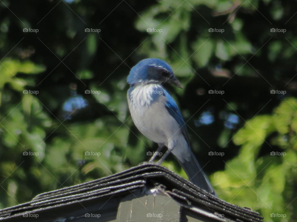 Scrub Jay