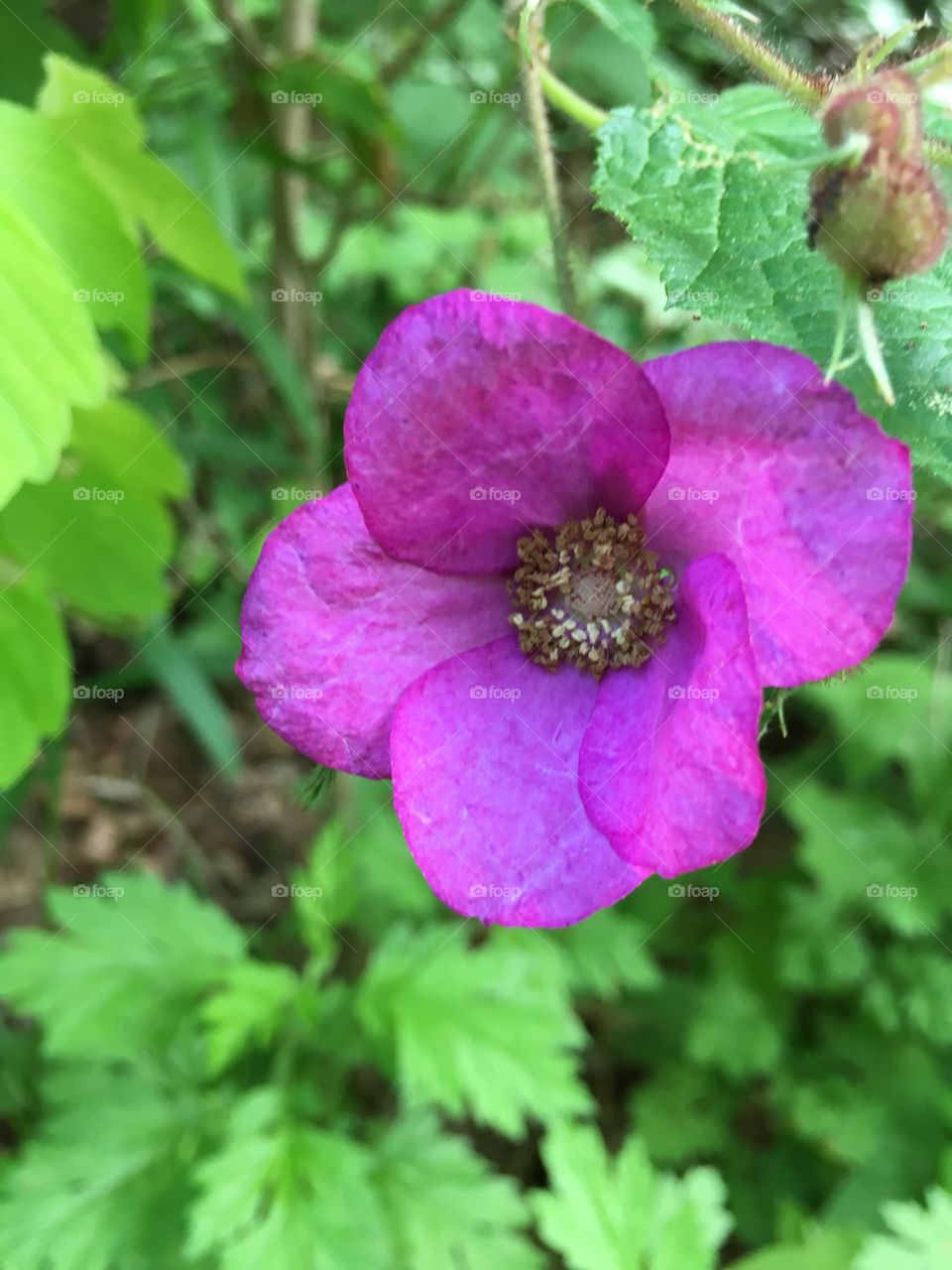 Fuchsia colored flower