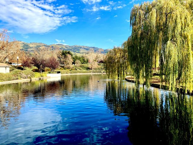Blue sky on a sunny day at the pond