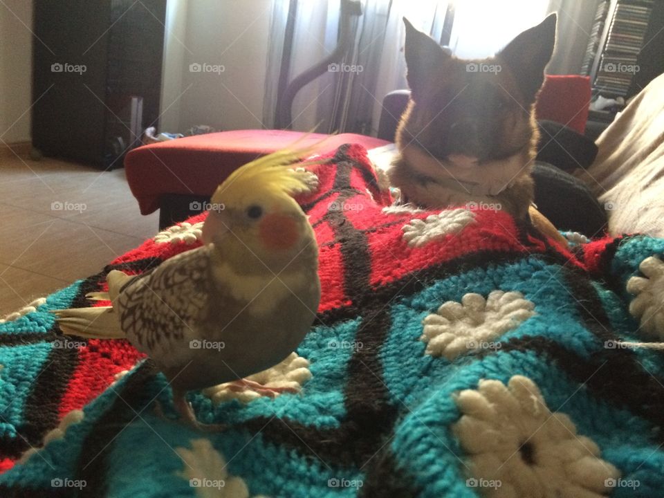 My dog ​​in love with the bird. They both look so pretty. I wonder which of the two is happier.