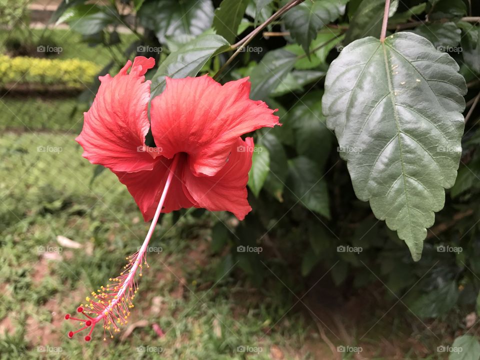 Hibiscus & Leaf