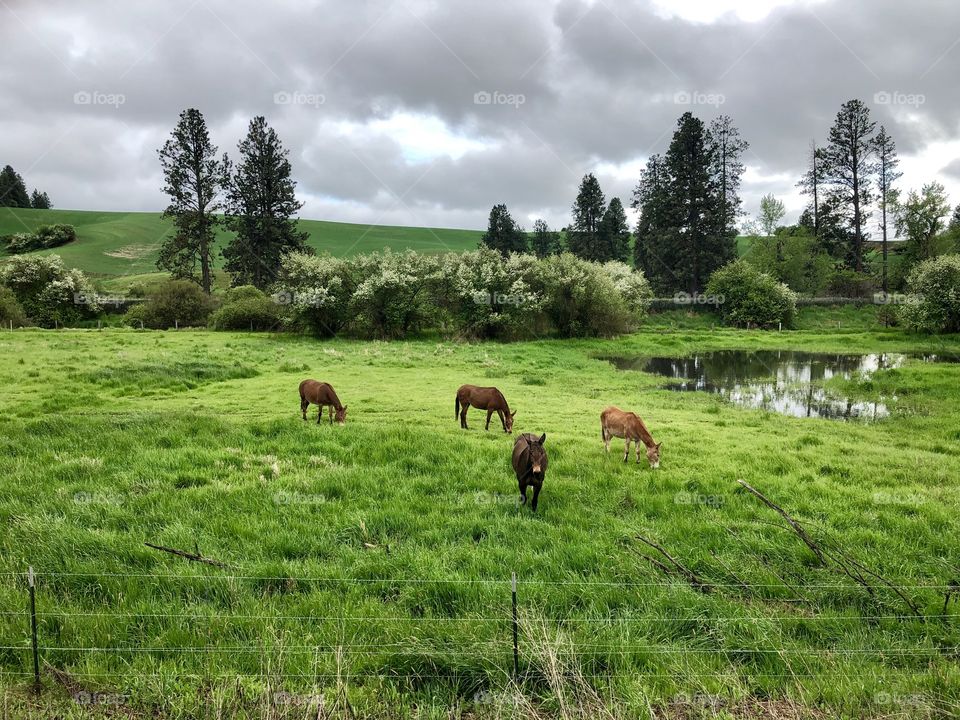 Mules in a spring pasture 