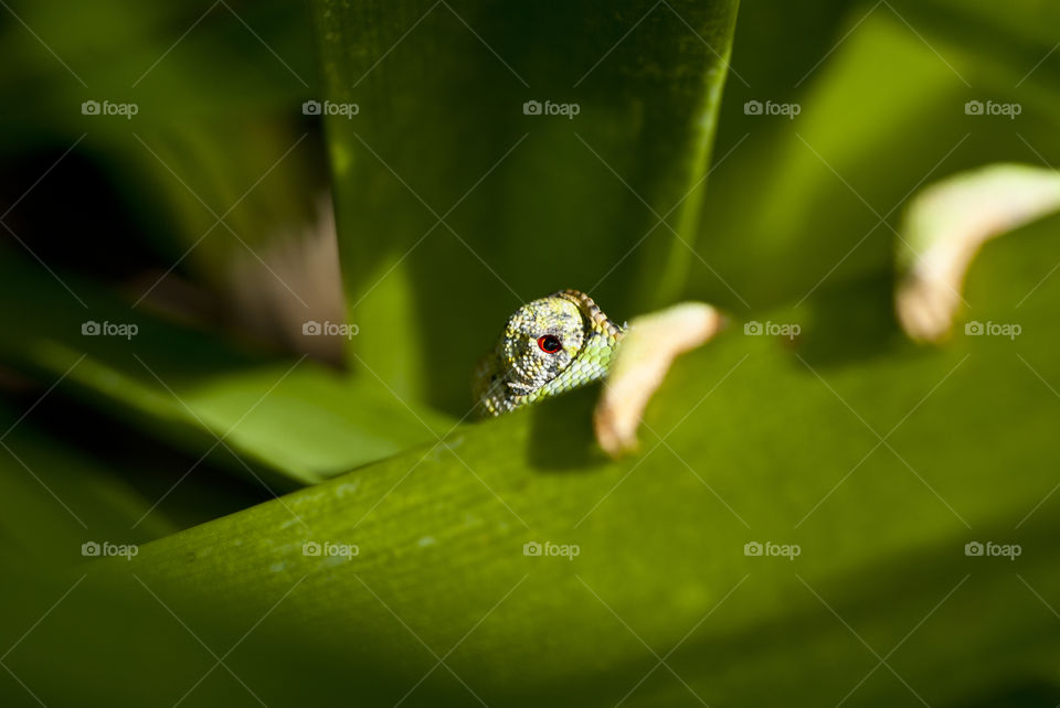 red cameleon eye from behind a leaf