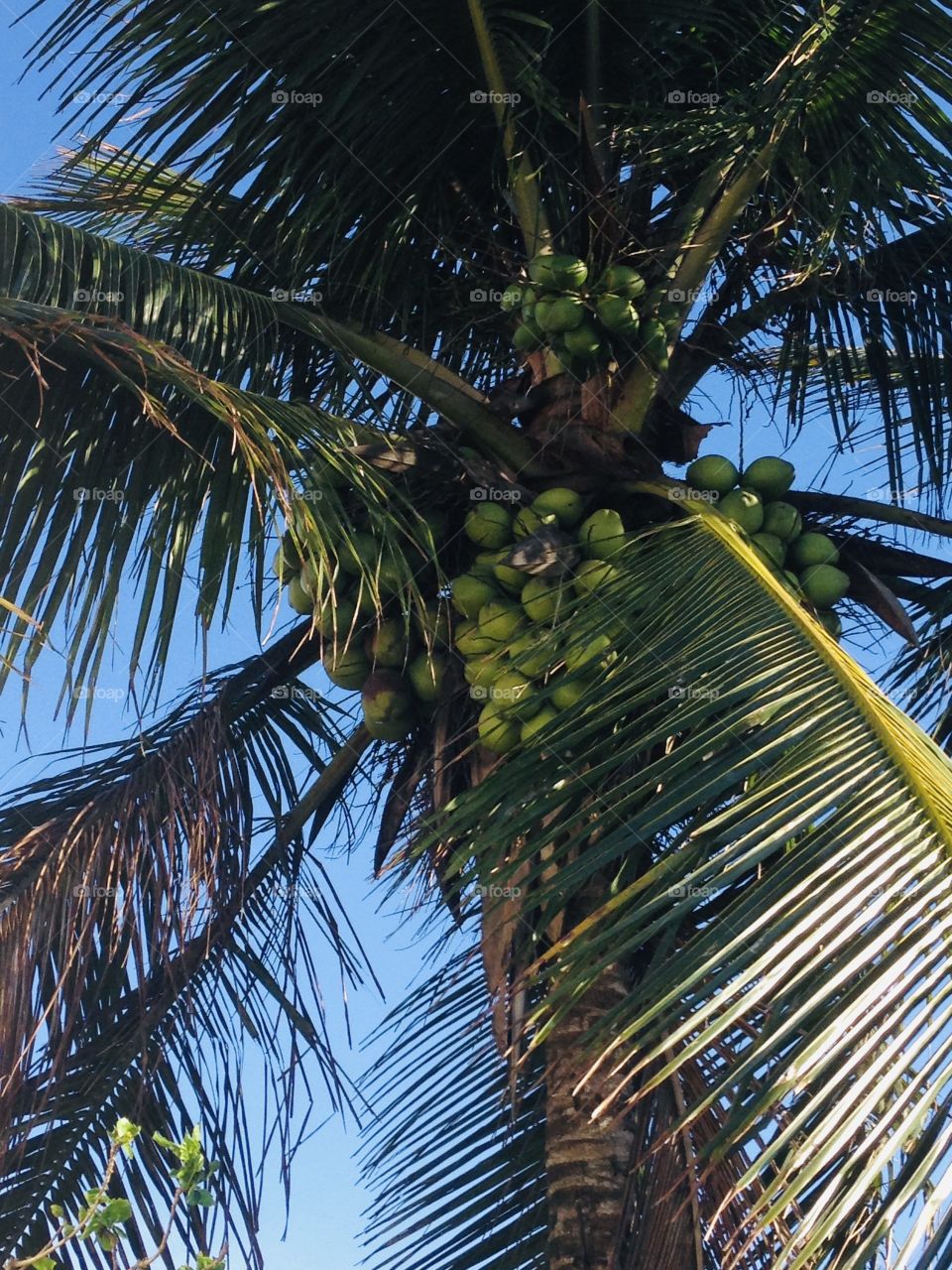 Coconuts