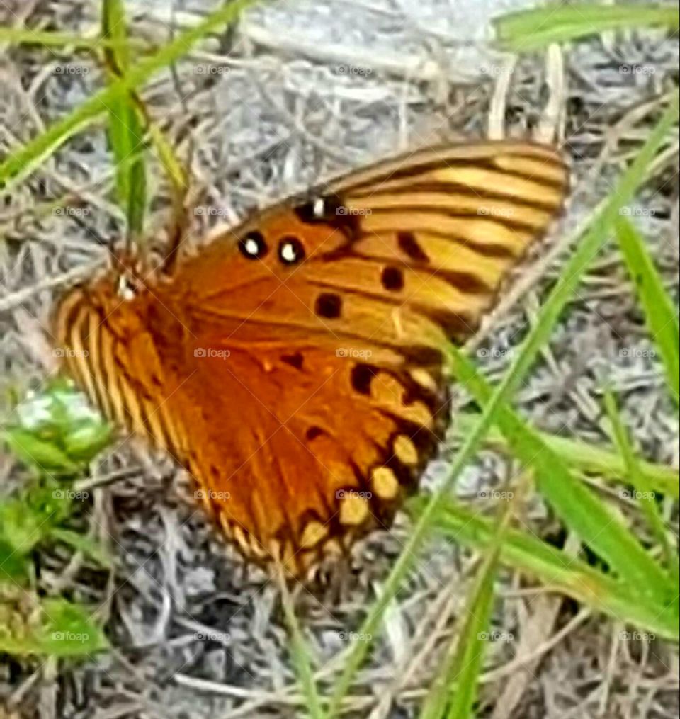 Butterfly, Insect, Nature, Wing, Summer