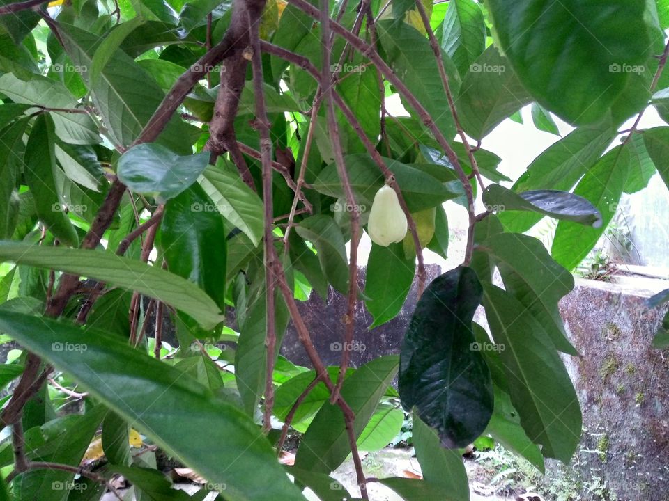 this is a water guava plant.