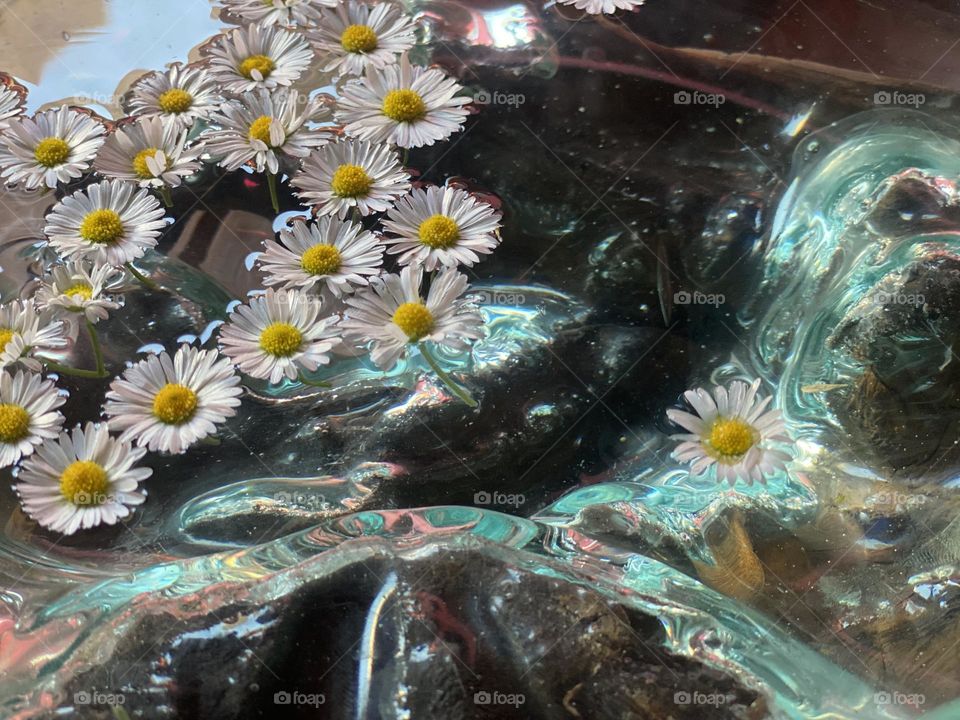 Floating daisies 