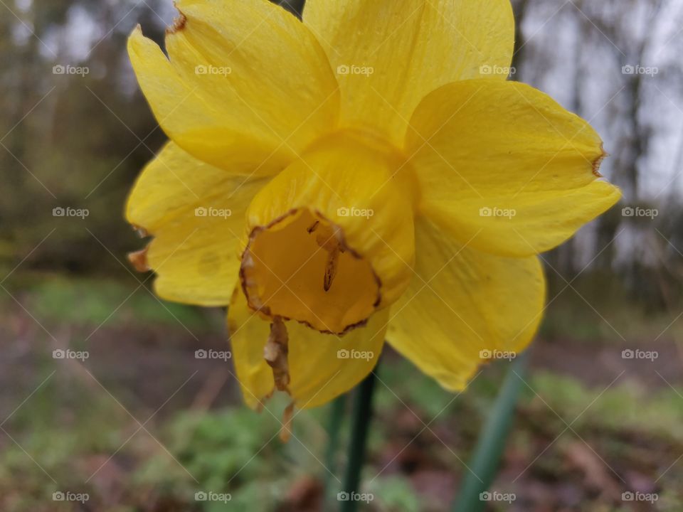 Daffodil in the forest
