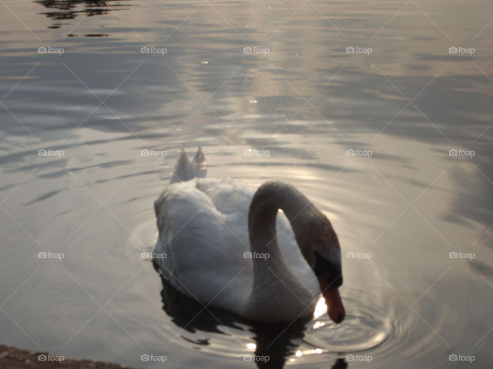 Swan Drinking