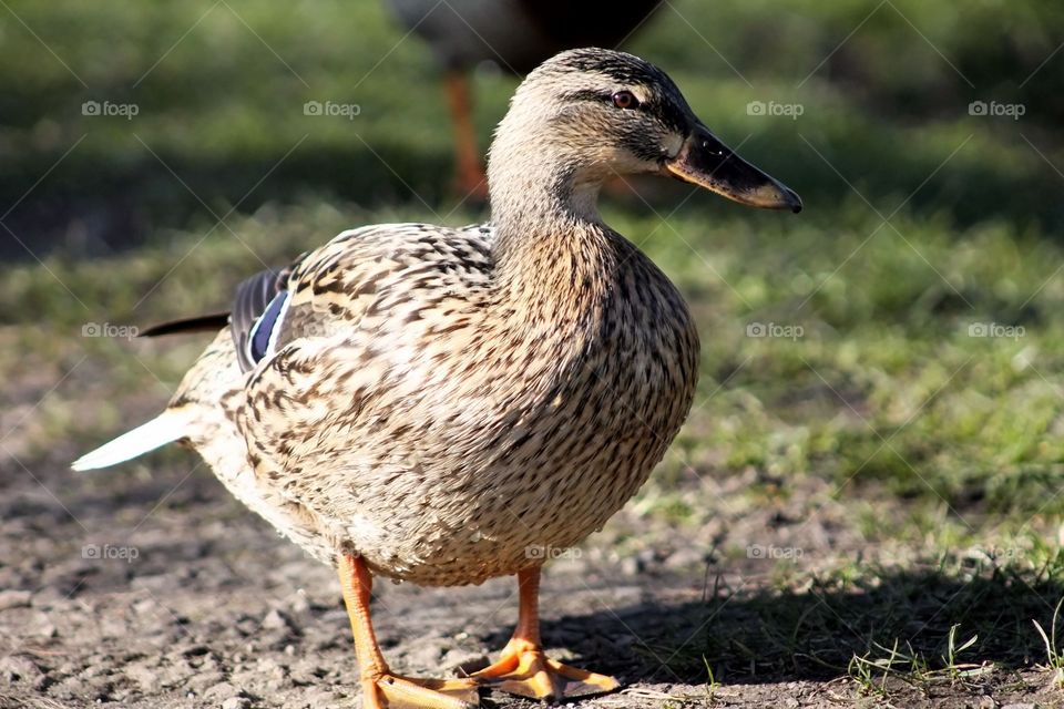 duck