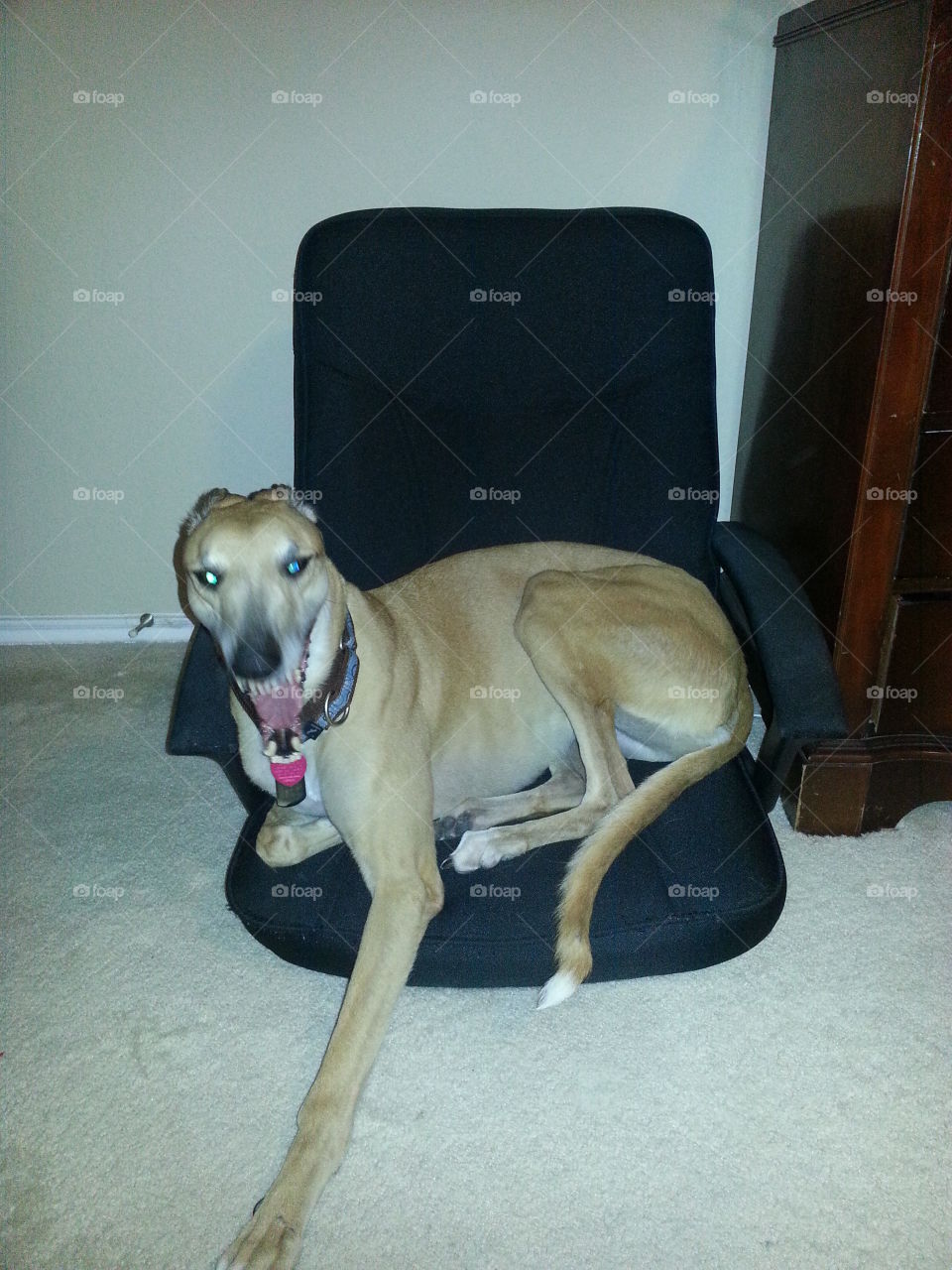 crazy dog. dog doesn't want to leave her chair!