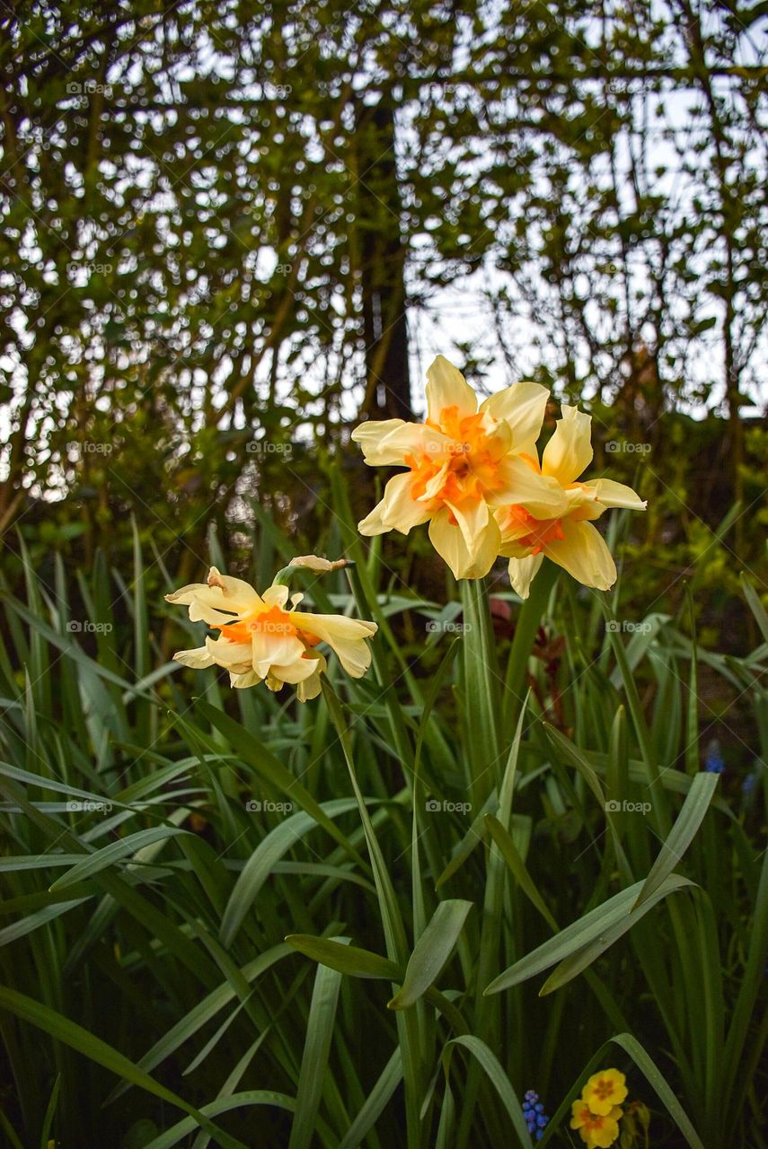White yellow daffodils in nature