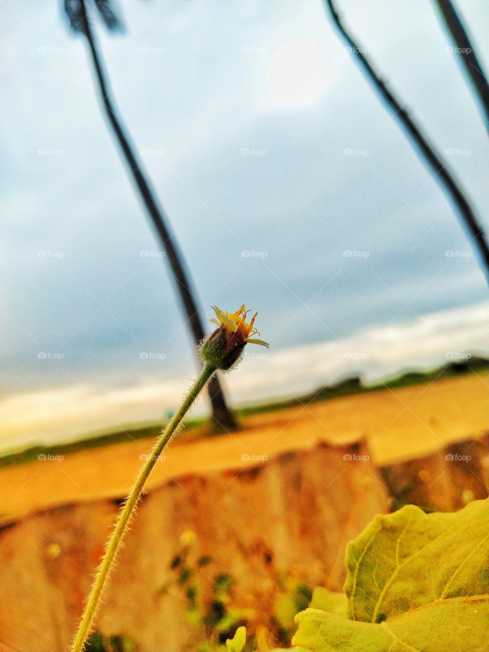 Flower infront of the beach