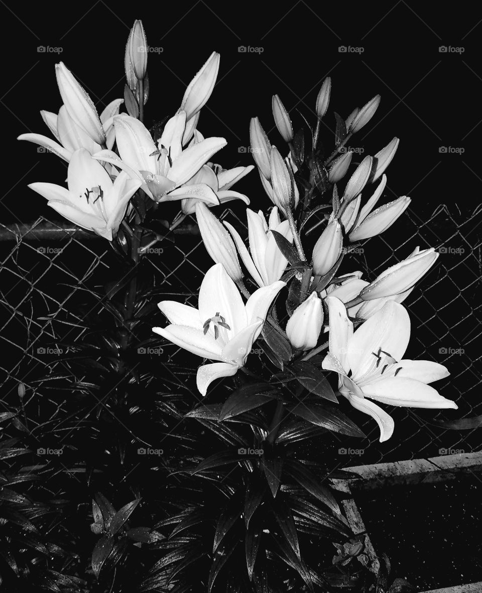 Blooming garden lilies photographed at night with flash and edited in black and white.