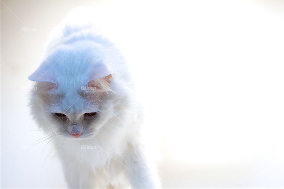 White cat on white background