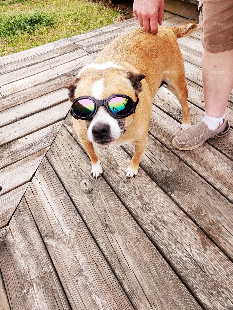 Our handsome dog with his new shades!