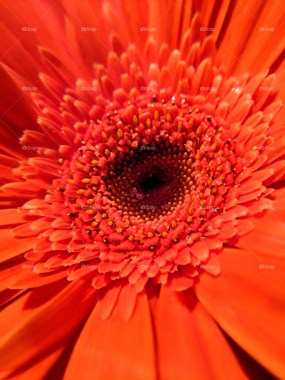 Gerbera spiral center