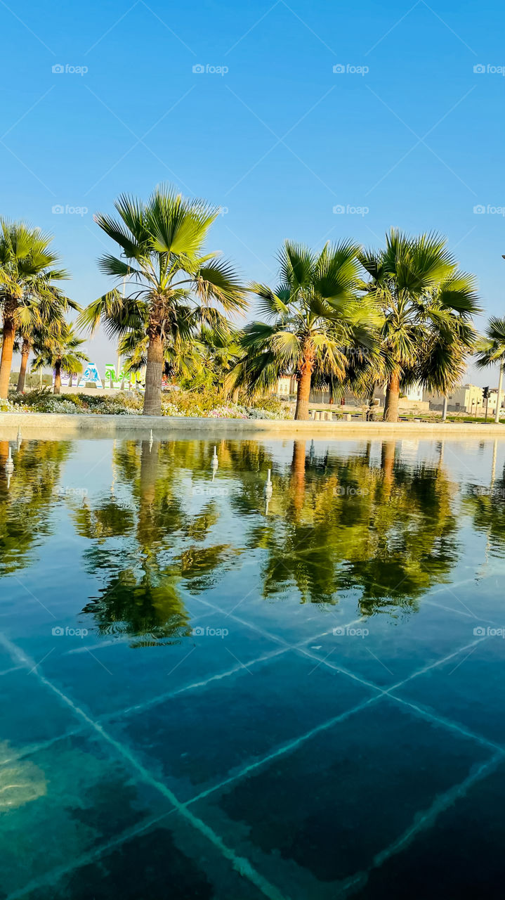 Palm trees reflecting as a shadow in the water 