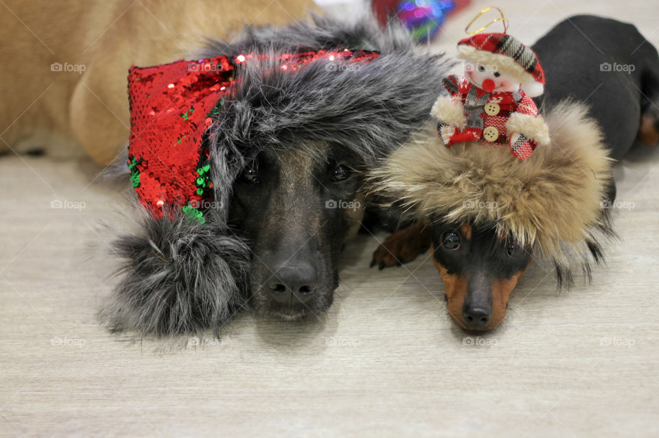 Christmas dogs