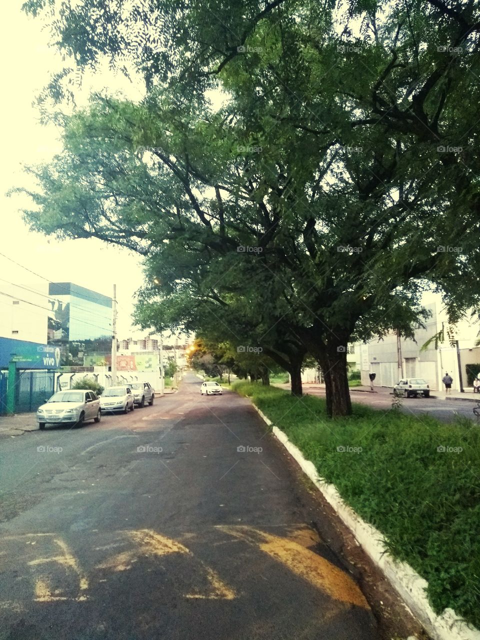 Road, Tree, No Person, Street, Outdoors