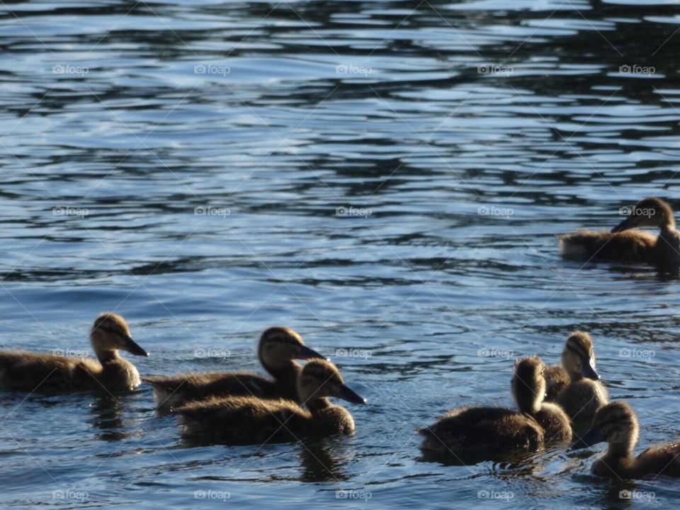 Ducklings following their mother on Lake Winnisquam, New Hampshire, on a beautiful, sunny summer day.
